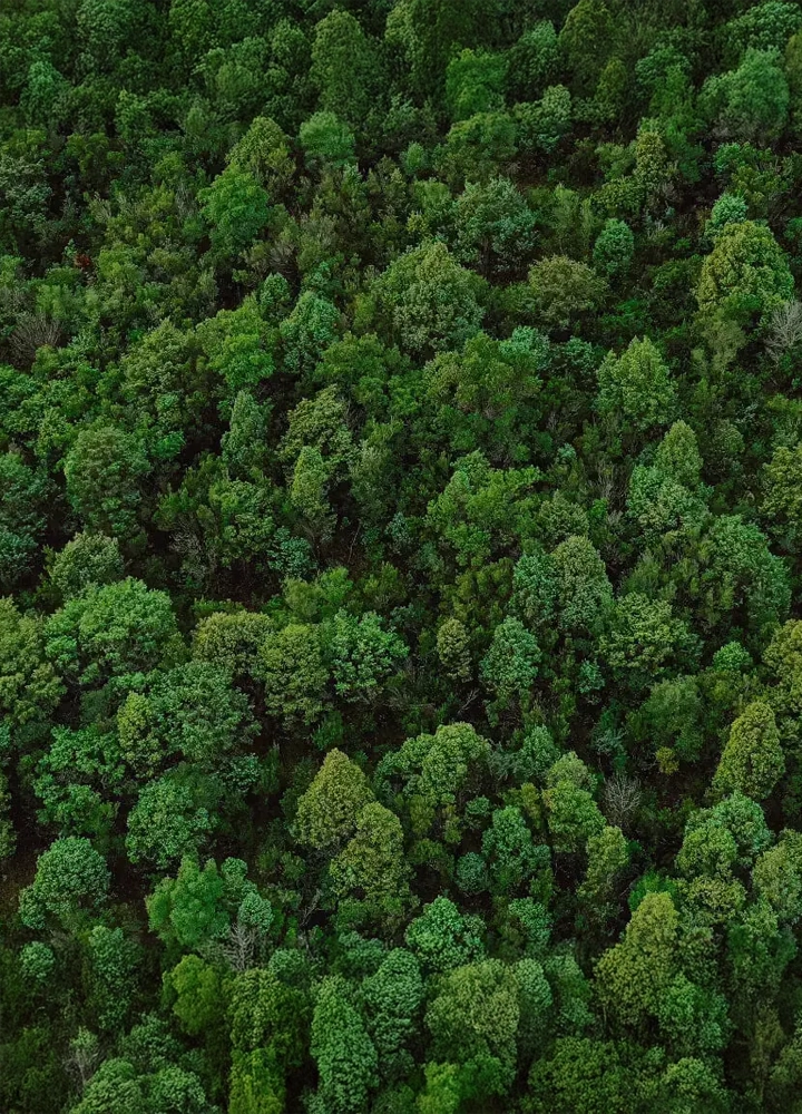 Vista aérea de un bosque denso y verde, con árboles de distintas tonalidades y texturas que revelan una naturaleza viva y diversa.