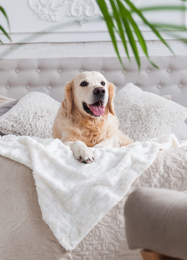 un perro mira a cámara mientras está tumbado en una ámplia cama de hotel.