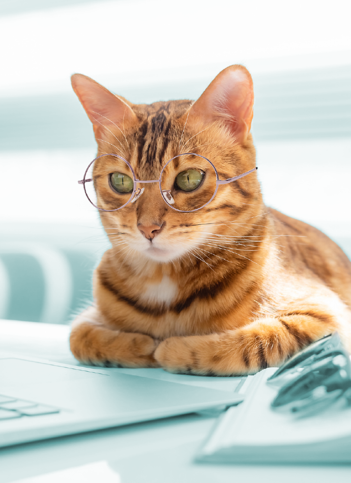 Gato con gafas redondas. El gato tiene un pelaje de color marrón claro con rayas anaranjadas, un patrón que resalta su presencia en el entorno. Está sentado sobre una superficie azul claro, que parece ser un escritorio. En el escritorio hay algunos objetos, como una laptop abierta y papeles dispersos. La pose del gato y las gafas le dan una apariencia cómica y entrañable, como si estuviera listo para una reunión o clase virtual.