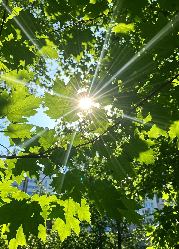 Una vista de ángulo bajo de un árbol con hojas verdes brillantes, con el sol posicionado directamente detrás de una hoja grande, creando un efecto de estrella con rayos de luz visibles que se extienden en todas direcciones. Las hojas son de un verde intenso y translúcido donde la luz las atraviesa. Se ven otras hojas y ramas del árbol desenfocadas en el fondo, así como un fragmento de cielo azul en la parte superior izquierda.