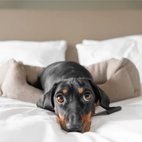 Short-haired black and brown dachshund with large brown eyes lying on a white bed with pillows and a beige dog bed.