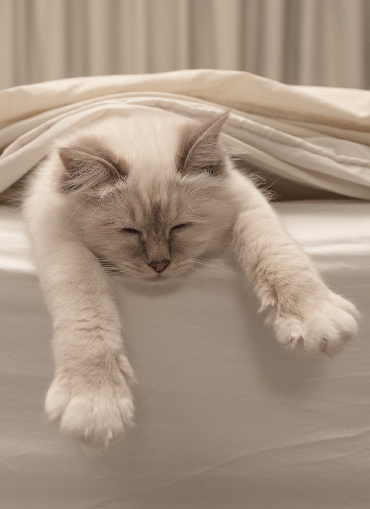 Light-colored cat sleeping on a white bed, with its front paws stretched out.