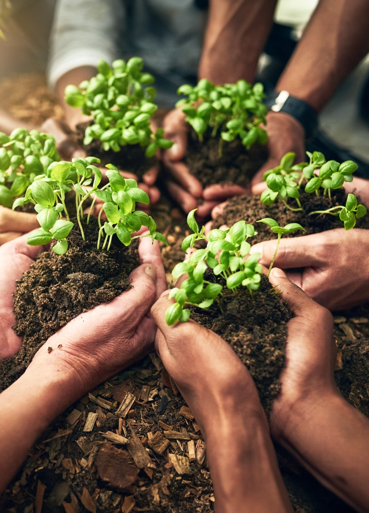 A person holds soil in their hands while planting a small plant in a garden surrounded by other plants.