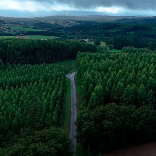 Bosque frondoso de árboles verdes, rodeado de colinas suaves y campos al fondo bajo un cielo gris y nublado.