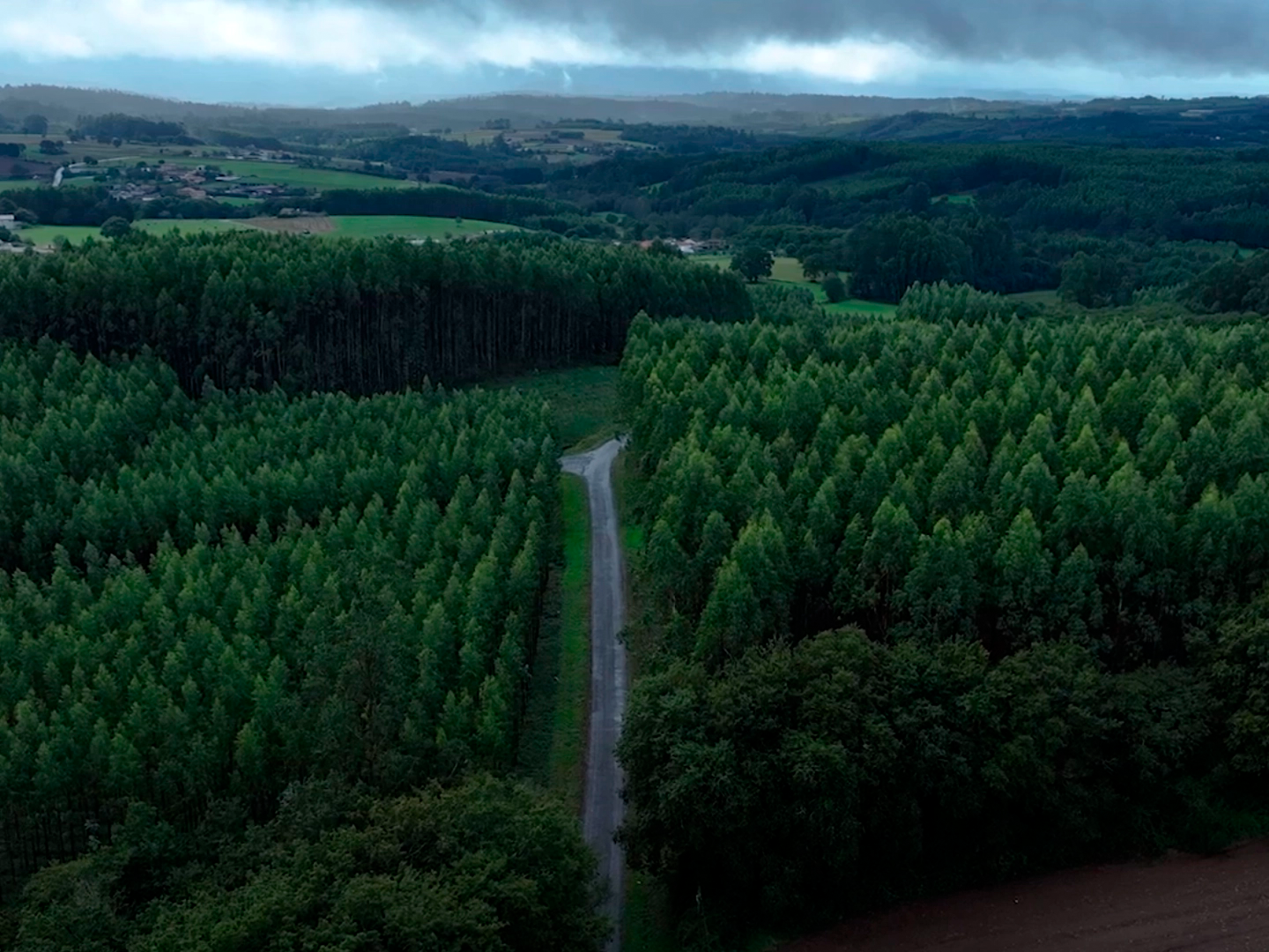 Bosque frondoso de árboles verdes, rodeado de colinas suaves y campos al fondo bajo un cielo gris y nublado.