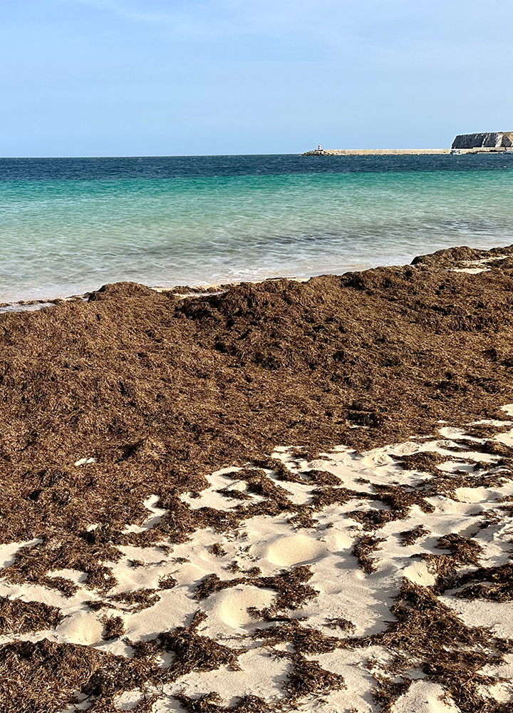 Playa de arena blanca severamente contaminada por enormes cantidades de alga marrón que cubren casi toda la superficie, frente a un mar azul verdoso.