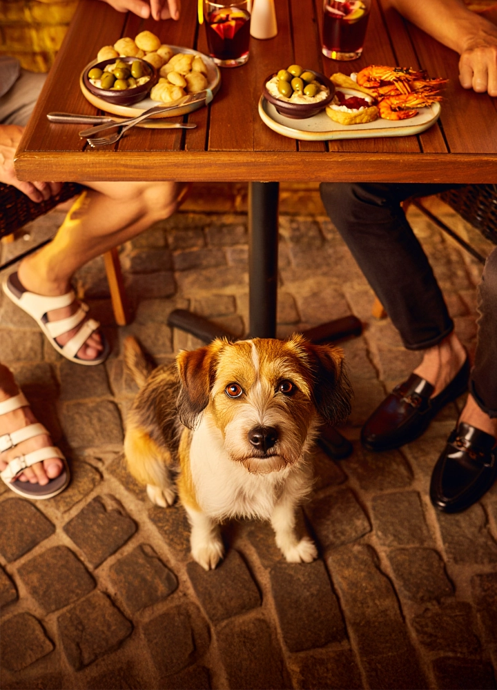 Mesa con platos de aceitunas, patatas y gambas junto a copas de bebida, dos personas sentadas y un perro en el suelo sobre adoquines.