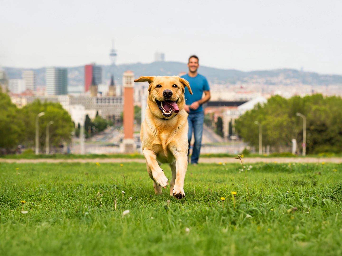 Perro corriendo sobre césped hacia la cámara, con una persona caminando detrás en un parque urbano con edificios al fondo.