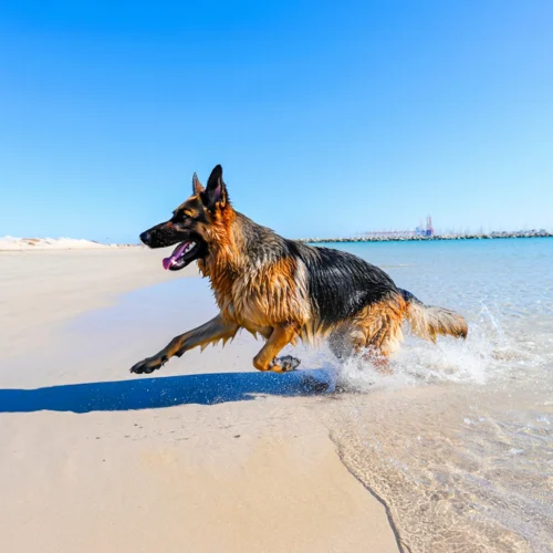 Un pastor alemán corre con energía por la orilla de una playa, con salpicaduras de agua alrededor de sus patas. Su pelaje mojado indica que ha estado jugando en el mar. Al fondo se aprecia el cielo azul despejado, el agua tranquila y una vista lejana de un puerto con grúas y embarcaciones. La escena transmite dinamismo, libertad y conexión con la naturaleza, ideal para comunicar bienestar animal, ocio al aire libre o experiencias pet-friendly en entornos urbanos costeros.