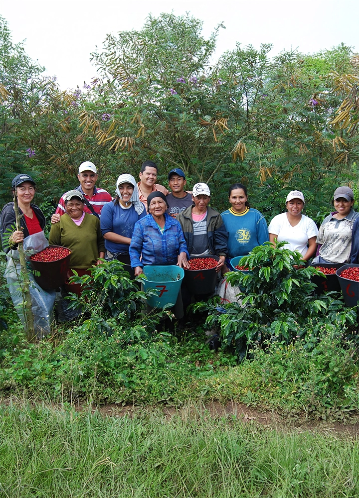 Un grupo de once personas posa sonriente en un cafetal frondoso. Los trabajadores sostienen cubetas de diferentes colores llenas de granos de café rojos recién cosechados. El fondo está compuesto por arbustos de café verdes y árboles altos bajo una luz natural clara. El grupo viste ropa cómoda de trabajo y varios llevan gorras para protegerse del sol, transmitiendo una imagen de colaboración y éxito en la cosecha.