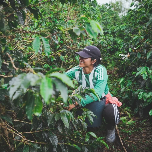 Una mujer joven con gorra oscura y camiseta deportiva verde de rayas blancas sonríe mientras trabaja en un cafetal frondoso. Está agachada entre las ramas de los cafetos, recolectando granos y depositándolos en un cubo oscuro que sostiene entre sus piernas. El entorno es de una vegetación densa y verde bajo una luz natural suave, capturando un momento de trabajo agrícola cotidiano.