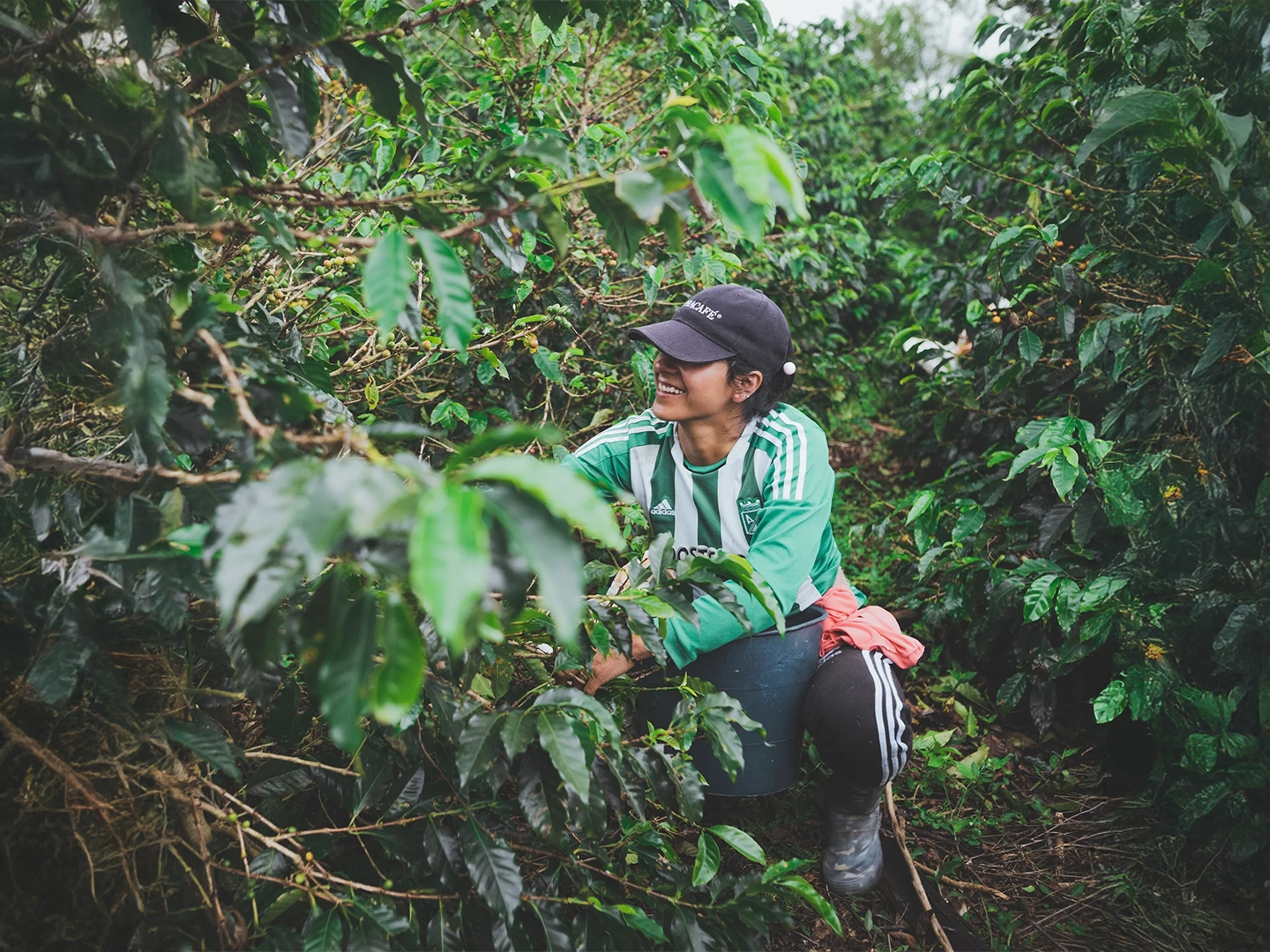 Una mujer joven con gorra oscura y camiseta deportiva verde de rayas blancas sonríe mientras trabaja en un cafetal frondoso. Está agachada entre las ramas de los cafetos, recolectando granos y depositándolos en un cubo oscuro que sostiene entre sus piernas. El entorno es de una vegetación densa y verde bajo una luz natural suave, capturando un momento de trabajo agrícola cotidiano.
