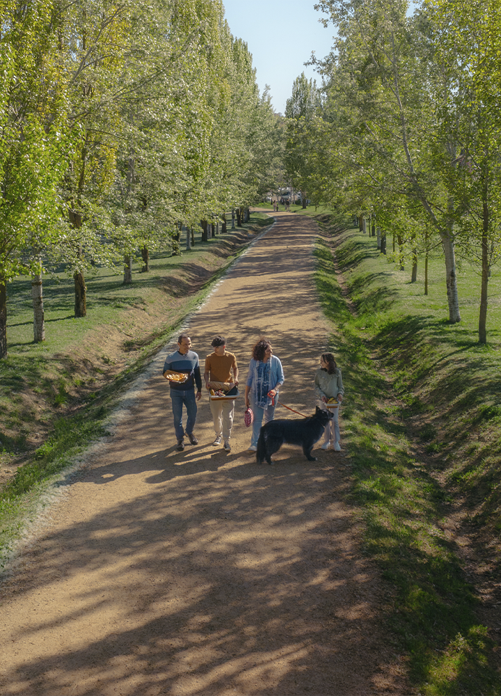 Camino amplio de tierra en un entorno natural, flanqueado por hileras de árboles altos y frondosos que crean una perspectiva simétrica y proyectan sombras alargadas sobre el suelo, donde en primer plano cuatro personas caminan juntas ocupando la parte central del sendero, dos de ellas sosteniendo cestas, mientras otra sujeta la correa de un animal de tamaño mediano que camina a su lado; el terreno a ambos lados del camino está cubierto de hierba verde con pequeñas zanjas longitudinales, y al fondo la senda continúa hasta perderse entre más árboles y algunas figuras lejanas apenas visibles, bajo una luz suave y cálida que resalta los verdes del follaje y los tonos dorados del camino.