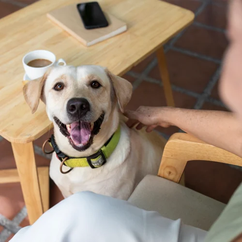 Escena en una terraza con suelo de baldosas rojizas. En primer plano, un perro de tamaño mediano, de pelaje claro, lleva un collar verde y mira hacia arriba con la boca abierta dejando ver la lengua. A su lado, una persona sentada en una silla de madera apoya una mano sobre el cuello del animal. Delante del perro hay una mesa baja de madera clara. Encima de la mesa se ve una taza blanca con café y, detrás, un teléfono móvil colocado sobre una libreta o pequeño cuaderno. La iluminación es natural y cálida, resaltando la textura de la madera y el pelaje del animal. La composición transmite un momento tranquilo en un entorno de cafetería o restaurante que admite mascotas.