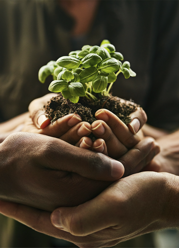 La imagen muestra varias manos unidas sosteniendo cuidadosamente una pequeña planta de hojas verdes con sus raíces envueltas en tierra, creando una representación visual de colaboración, responsabilidad compartida y compromiso con la sostenibilidad. El encuadre se centra en la planta, situada en el punto de encuentro de las manos, mientras el fondo aparece desenfocado para dirigir la atención hacia este elemento principal. Los tonos verdes de la planta contrastan con los colores cálidos y suaves del entorno, reforzando la idea de naturaleza, crecimiento y cuidado. La composición transmite valores asociados al trabajo en equipo, la cooperación entre personas y la protección del medio ambiente, simbolizando cómo la acción colectiva puede contribuir al desarrollo sostenible y a la preservación de los recursos naturales. En conjunto, la fotografía evoca conceptos de responsabilidad social, conciencia ambiental y construcción conjunta de un futuro más sostenible.