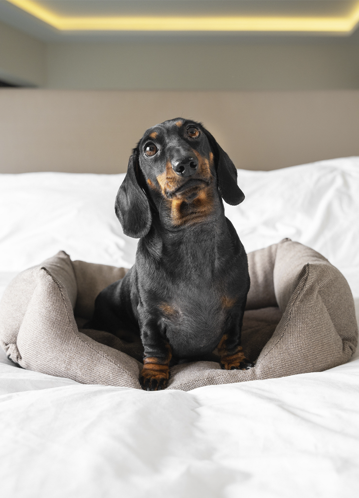 Un perro de pequeño tamaño descansa sobre una cama en una habitación de hotel moderna y luminosa, acomodado en una cama para mascotas situada sobre la ropa de cama. El entorno presenta una decoración elegante y funcional, con cabecero acolchado, iluminación integrada y lámparas de lectura a ambos lados. La escena pone en valor los servicios pet friendly del establecimiento, destacando la comodidad y el bienestar de los animales de compañía durante la estancia. En conjunto, transmite una experiencia de alojamiento inclusiva y adaptada para quienes viajan con sus mascotas.