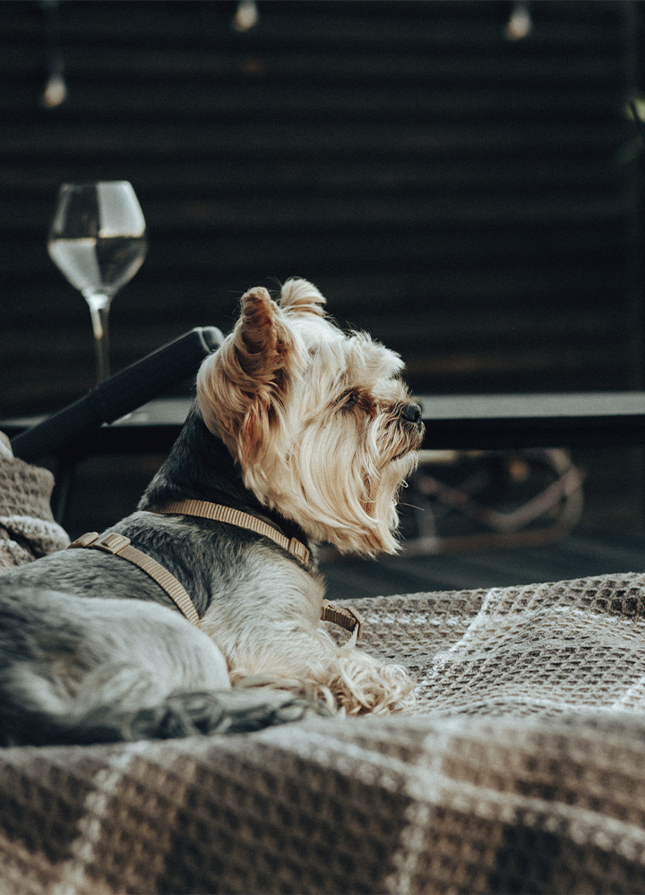 La imagen muestra un perro de pequeño tamaño descansando sobre una manta tejida en una zona de estar exterior. El animal lleva un arnés y se encuentra tumbado sobre un asiento cómodo, mientras al fondo se observan elementos de mobiliario como una mesa, una copa y decoración ambiental en un espacio cuidadosamente acondicionado. La escena presenta una iluminación suave y tonos cálidos que refuerzan la sensación de confort y tranquilidad. En conjunto, la fotografía transmite una experiencia de alojamiento que integra también a los animales de compañía, asociando el entorno a servicios pet friendly, bienestar y disfrute de espacios adaptados para huéspedes que viajan con sus mascotas.