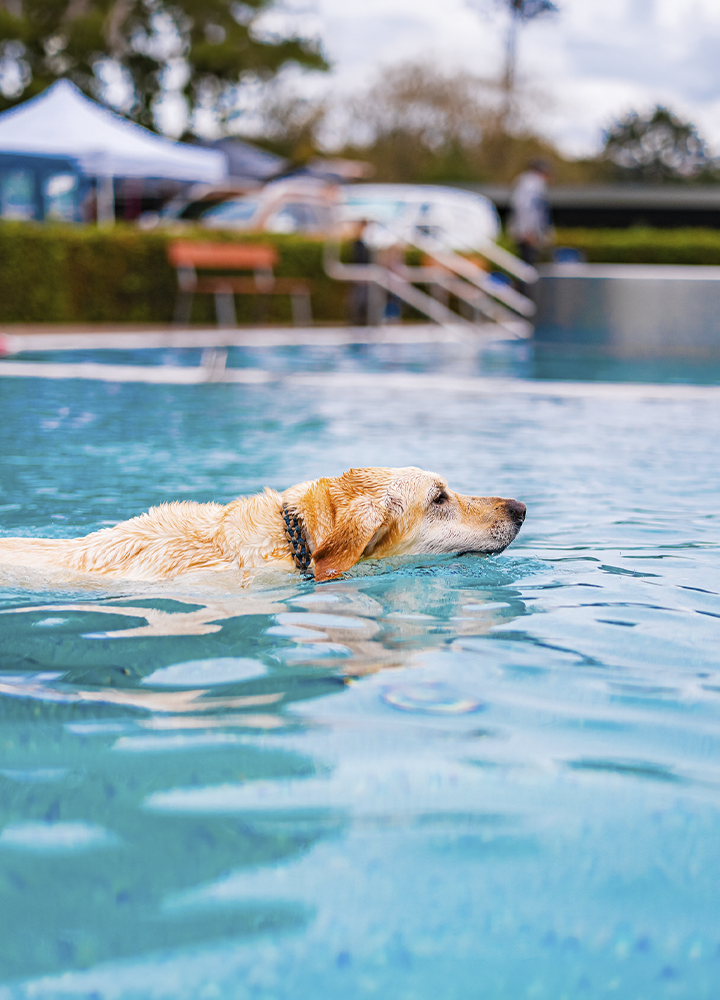 Perro de pelaje claro nadando en una piscina, con la cabeza y parte del lomo fuera del agua mientras avanza en horizontal; el agua presenta reflejos suaves en tonos azulados y, al fondo desenfocado, se distinguen tumbonas, una carpa o toldo blanco, escalerillas metálicas y vegetación, sugiriendo una zona exterior de descanso en un día luminoso.