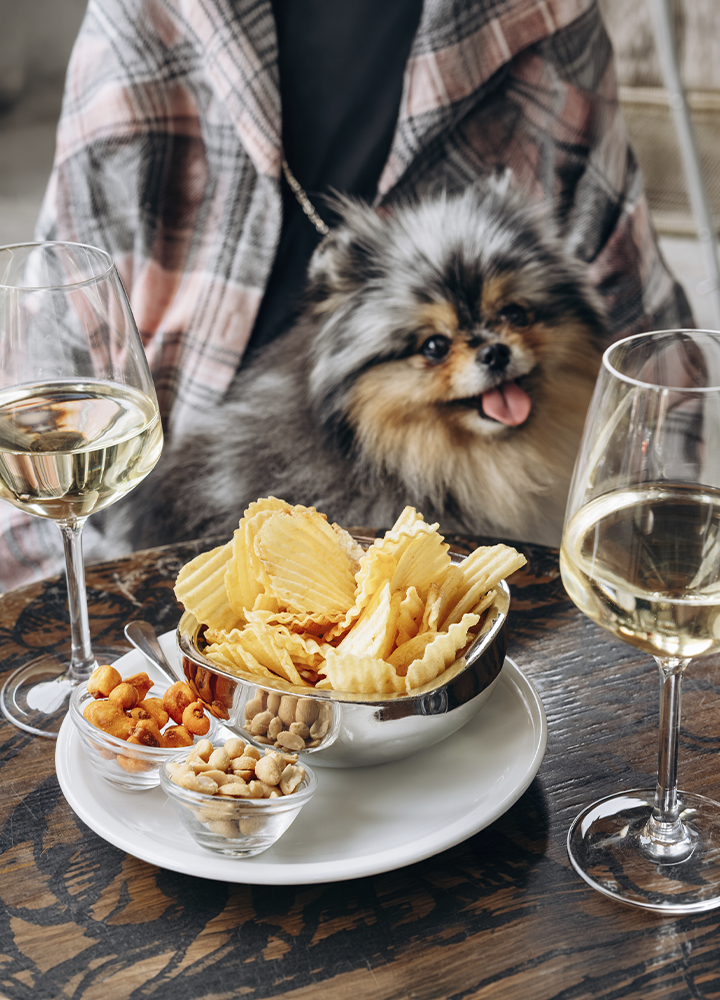 Un perro de pequeño tamaño ocupa un lugar destacado en una mesa de restaurante junto a diferentes aperitivos, como patatas fritas y frutos secos, mientras varias copas con bebidas completan la escena. El entorno presenta una decoración cuidada y un ambiente acogedor, propio de un establecimiento hotelero o de ocio.