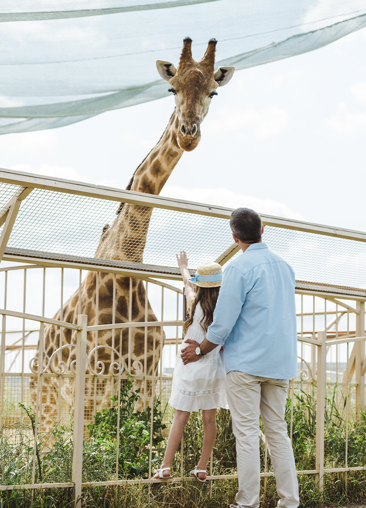 Persona adulta y menor observan una jirafa desde una pasarela vallada en un recinto al aire libre. La menor, con sombrero claro, se eleva sobre la barandilla mientras extiende un brazo hacia el animal. La jirafa asoma el largo cuello por encima de la estructura metálica, bajo unas mallas de sombra. El entorno cuenta con vegetación baja, cielo despejado y una iluminación suave de día.