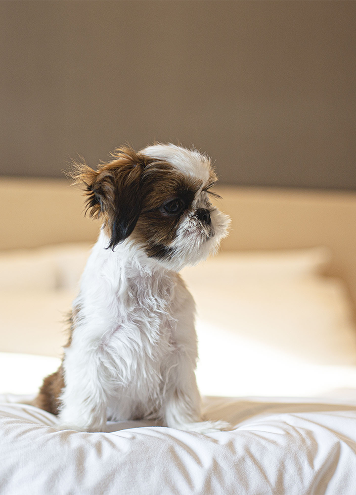 Un perro de pequeño tamaño se encuentra sobre una cama en una habitación de hotel, destacando en un entorno cómodo y cuidadosamente acondicionado para la estancia. El espacio presenta tonos neutros, ropa de cama blanca y una decoración moderna que transmite confort y tranquilidad. La escena pone en valor los servicios pet friendly del establecimiento, reflejando una experiencia de alojamiento pensada para que las mascotas disfruten de la misma comodidad y bienestar que sus acompañantes durante el viaje.