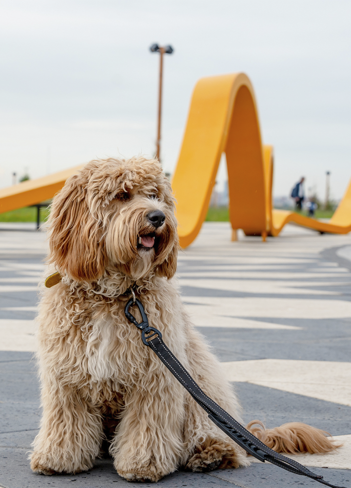 Perro de pelaje largo y rizado en tono beige claro, sentado en un suelo de baldosas grises con correa negra, en primer plano; al fondo, una estructura urbana ondulada de color naranja sobre una amplia plaza con algunas figuras desenfocadas.