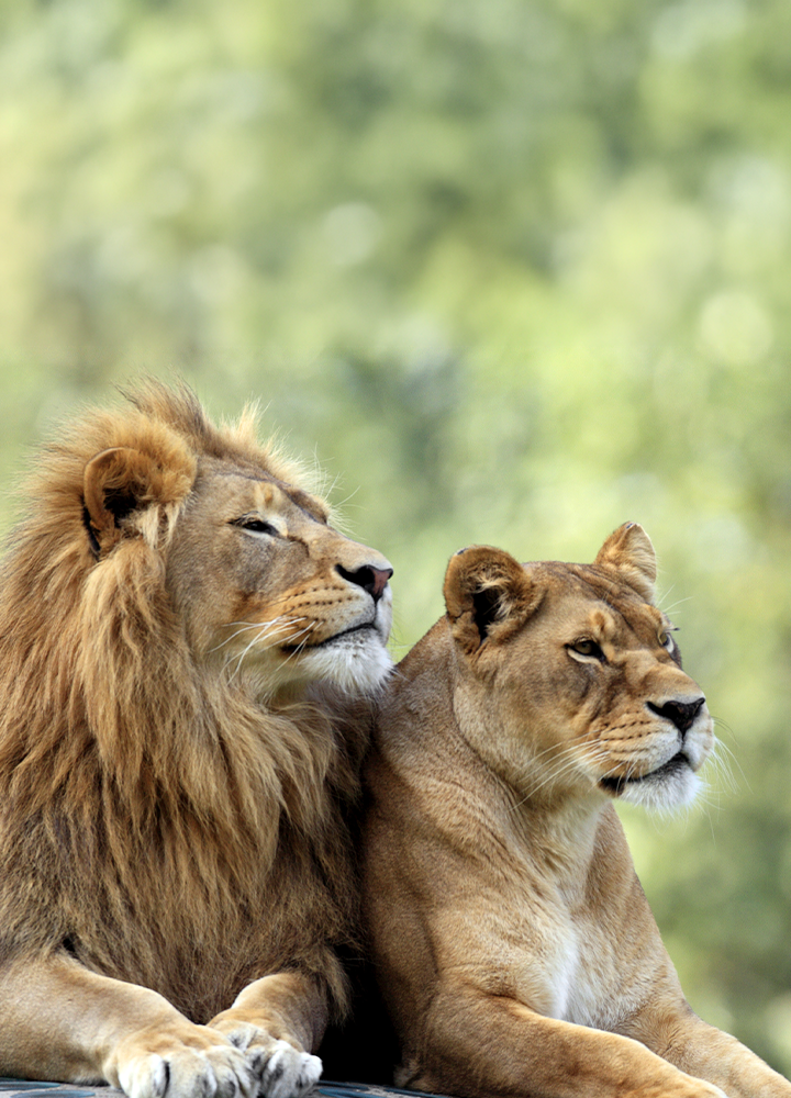 León con melena y leona descansando uno junto al otro sobre una superficie elevada. Ambos miran hacia la misma dirección, con el cuerpo relajado y las patas delanteras apoyadas al frente. El fondo aparece desenfocado en tonos verdes, resaltando las figuras de los dos grandes felinos en primer plano.