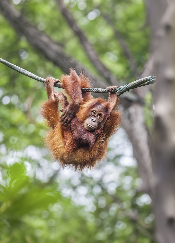 Orangután joven colgado de un cable en un entorno selvático, sujetándose con las extremidades mientras mira hacia la cámara. Su pelaje anaranjado contrasta con el fondo desenfocado de árboles y vegetación verde. La escena está iluminada con luz natural y transmite una sensación de movimiento y equilibrio en altura.