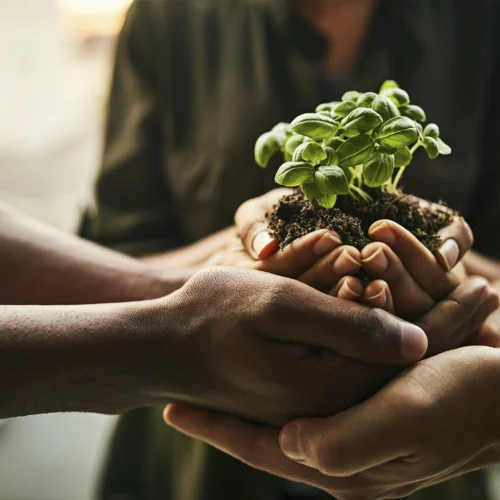 La imagen muestra varias manos unidas sosteniendo cuidadosamente una pequeña planta de hojas verdes con sus raíces envueltas en tierra, creando una representación visual de colaboración, responsabilidad compartida y compromiso con la sostenibilidad. El encuadre se centra en la planta, situada en el punto de encuentro de las manos, mientras el fondo aparece desenfocado para dirigir la atención hacia este elemento principal. Los tonos verdes de la planta contrastan con los colores cálidos y suaves del entorno, reforzando la idea de naturaleza, crecimiento y cuidado. La composición transmite valores asociados al trabajo en equipo, la cooperación entre personas y la protección del medio ambiente, simbolizando cómo la acción colectiva puede contribuir al desarrollo sostenible y a la preservación de los recursos naturales. En conjunto, la fotografía evoca conceptos de responsabilidad social, conciencia ambiental y construcción conjunta de un futuro más sostenible.