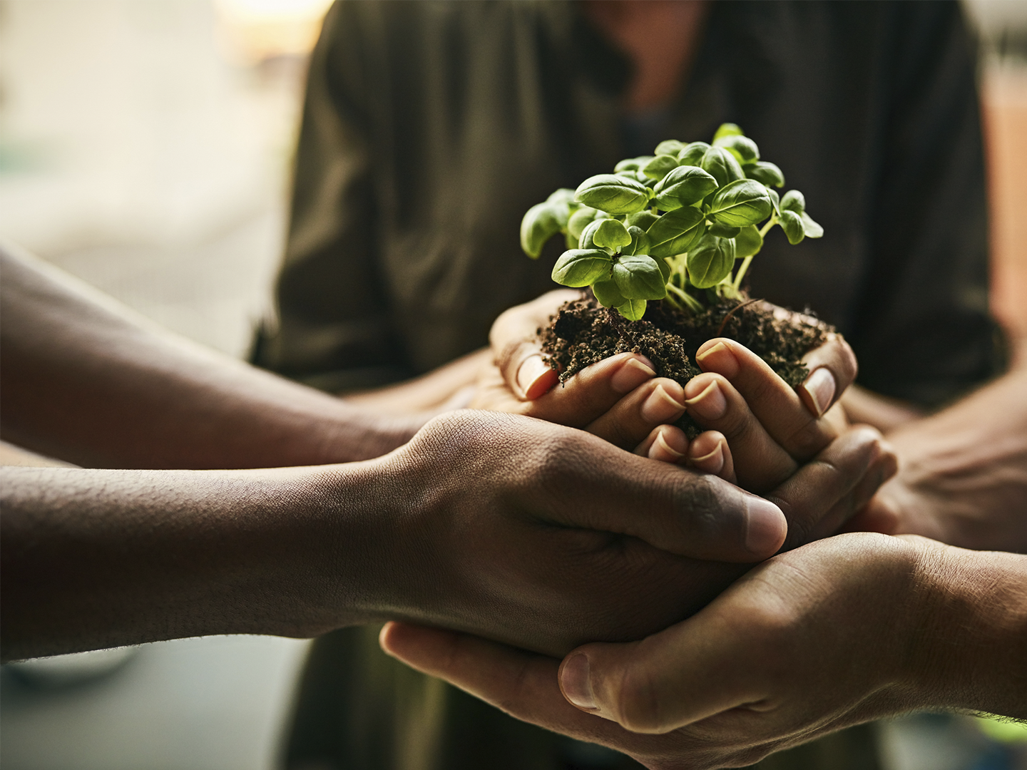 La imagen muestra varias manos unidas sosteniendo cuidadosamente una pequeña planta de hojas verdes con sus raíces envueltas en tierra, creando una representación visual de colaboración, responsabilidad compartida y compromiso con la sostenibilidad. El encuadre se centra en la planta, situada en el punto de encuentro de las manos, mientras el fondo aparece desenfocado para dirigir la atención hacia este elemento principal. Los tonos verdes de la planta contrastan con los colores cálidos y suaves del entorno, reforzando la idea de naturaleza, crecimiento y cuidado. La composición transmite valores asociados al trabajo en equipo, la cooperación entre personas y la protección del medio ambiente, simbolizando cómo la acción colectiva puede contribuir al desarrollo sostenible y a la preservación de los recursos naturales. En conjunto, la fotografía evoca conceptos de responsabilidad social, conciencia ambiental y construcción conjunta de un futuro más sostenible.