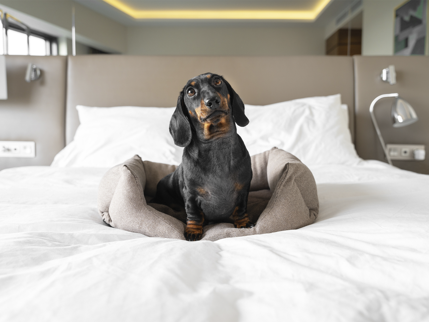 Un perro de pequeño tamaño descansa sobre una cama en una habitación de hotel moderna y luminosa, acomodado en una cama para mascotas situada sobre la ropa de cama. El entorno presenta una decoración elegante y funcional, con cabecero acolchado, iluminación integrada y lámparas de lectura a ambos lados. La escena pone en valor los servicios pet friendly del establecimiento, destacando la comodidad y el bienestar de los animales de compañía durante la estancia. En conjunto, transmite una experiencia de alojamiento inclusiva y adaptada para quienes viajan con sus mascotas.