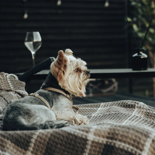 La imagen muestra un perro de pequeño tamaño descansando sobre una manta tejida en una zona de estar exterior. El animal lleva un arnés y se encuentra tumbado sobre un asiento cómodo, mientras al fondo se observan elementos de mobiliario como una mesa, una copa y decoración ambiental en un espacio cuidadosamente acondicionado. La escena presenta una iluminación suave y tonos cálidos que refuerzan la sensación de confort y tranquilidad. En conjunto, la fotografía transmite una experiencia de alojamiento que integra también a los animales de compañía, asociando el entorno a servicios pet friendly, bienestar y disfrute de espacios adaptados para huéspedes que viajan con sus mascotas.