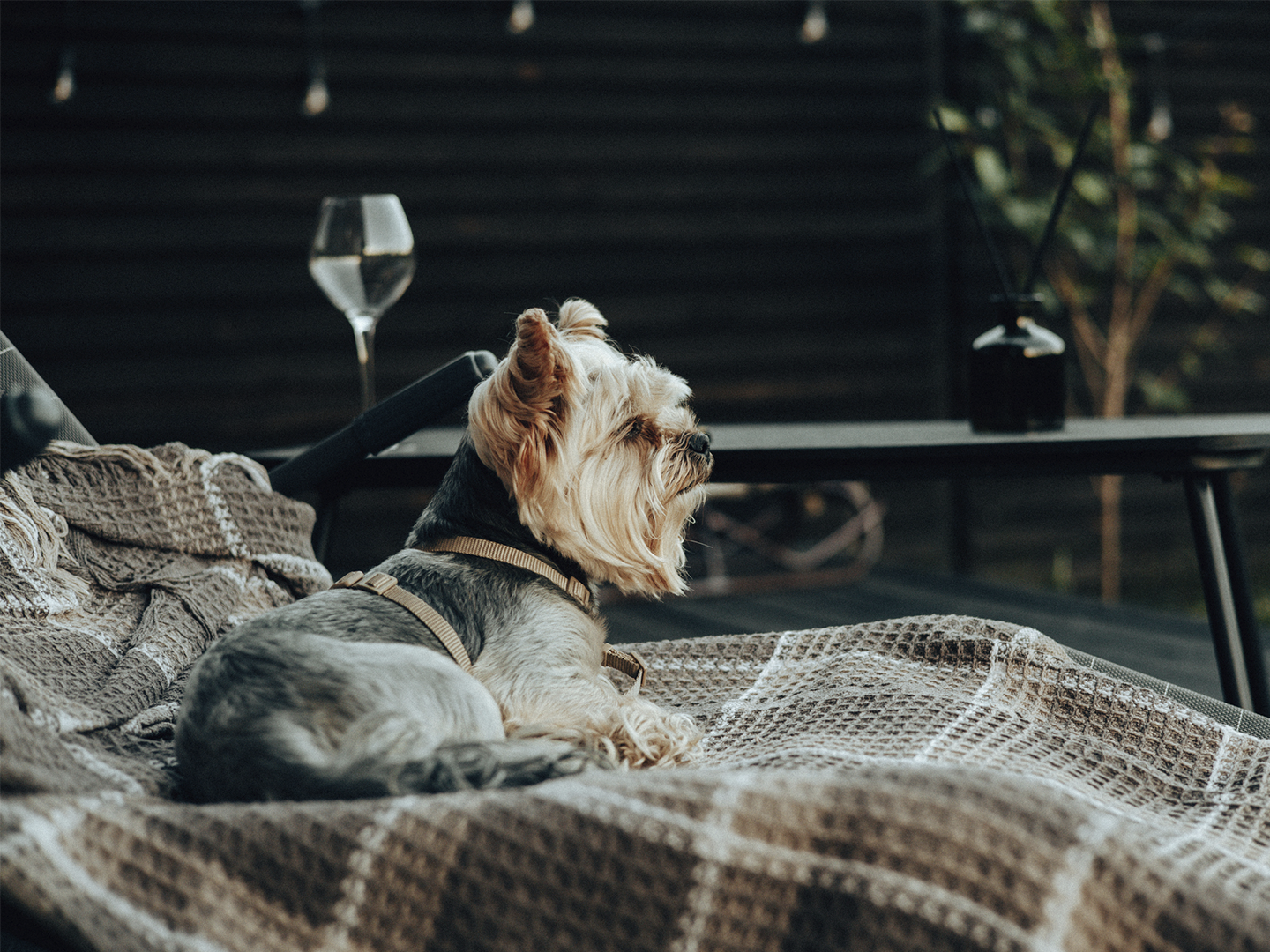 La imagen muestra un perro de pequeño tamaño descansando sobre una manta tejida en una zona de estar exterior. El animal lleva un arnés y se encuentra tumbado sobre un asiento cómodo, mientras al fondo se observan elementos de mobiliario como una mesa, una copa y decoración ambiental en un espacio cuidadosamente acondicionado. La escena presenta una iluminación suave y tonos cálidos que refuerzan la sensación de confort y tranquilidad. En conjunto, la fotografía transmite una experiencia de alojamiento que integra también a los animales de compañía, asociando el entorno a servicios pet friendly, bienestar y disfrute de espacios adaptados para huéspedes que viajan con sus mascotas.