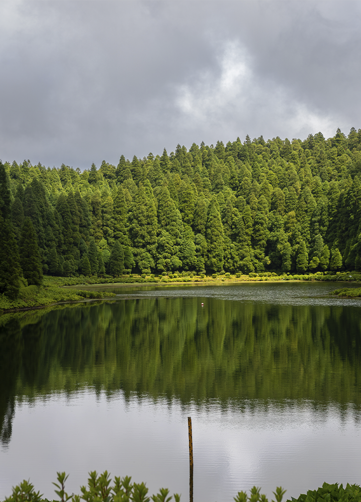 Lago de aguas tranquilas rodeado por un denso bosque de coníferas que cubre una ladera completa. La superficie del agua refleja con nitidez el verde de los árboles y las nubes grises que ocupan gran parte del cielo. En primer plano se observan algunas plantas junto a la orilla y un poste vertical que emerge del agua. La iluminación resalta zonas del bosque mientras nubes oscuras sugieren un tiempo cambiante en este paisaje natural y sereno.
