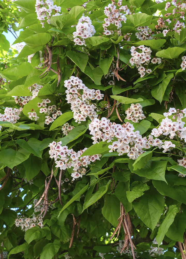Detalle de una planta trepadora cubierta por abundantes hojas verdes de gran tamaño y racimos de pequeñas flores blancas con centros rosados o violáceos. Entre el follaje cuelgan numerosas vainas alargadas de color marrón. La vegetación ocupa prácticamente toda la imagen, creando una textura densa y frondosa iluminada por luz natural.