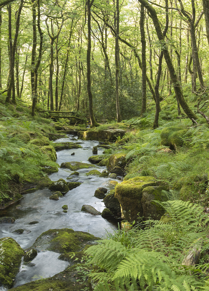 Bosque frondoso atravesado por un arroyo de aguas tranquilas que serpentea entre rocas cubiertas de musgo. Helechos y vegetación verde abundante cubren ambas orillas, mientras árboles altos y esbeltos se elevan formando un dosel que filtra la luz natural. El cauce discurre desde el fondo de la imagen hacia el primer plano, rodeado de piedras y troncos parcialmente cubiertos de musgo. La escena presenta una atmósfera húmeda y serena, dominada por tonos verdes y texturas naturales.