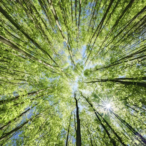 Vista desde el suelo hacia las copas de un bosque de árboles altos y esbeltos. Los troncos se elevan y convergen visualmente hacia el centro de la imagen, formando un dosel de hojas verdes iluminadas por la luz del sol. Entre el follaje se abren espacios que dejan ver el cielo azul, y un destello solar aparece en la parte inferior derecha atravesando las ramas. La perspectiva crea un efecto radial que resalta la altura y densidad del bosque.