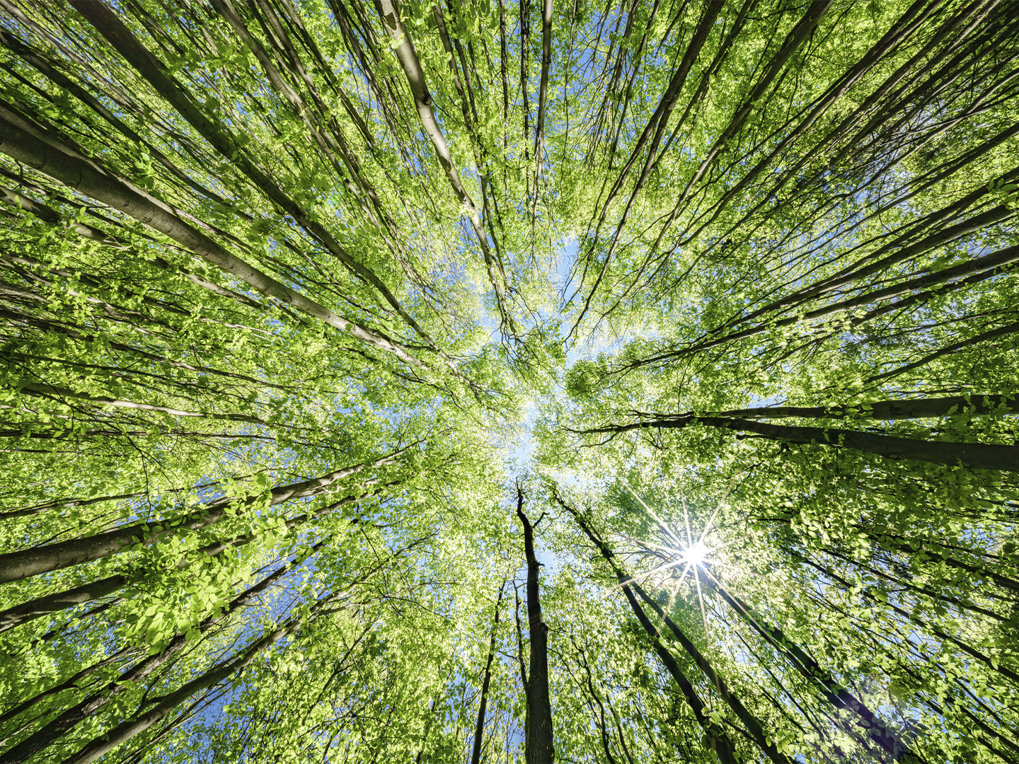 Vista desde el suelo hacia las copas de un bosque de árboles altos y esbeltos. Los troncos se elevan y convergen visualmente hacia el centro de la imagen, formando un dosel de hojas verdes iluminadas por la luz del sol. Entre el follaje se abren espacios que dejan ver el cielo azul, y un destello solar aparece en la parte inferior derecha atravesando las ramas. La perspectiva crea un efecto radial que resalta la altura y densidad del bosque.
