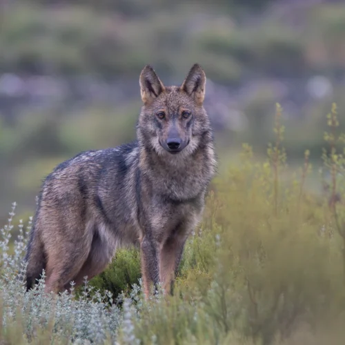Lobo de pelaje gris y marrón de pie entre matorrales y vegetación silvestre. El animal ocupa el centro de la imagen, mirando directamente hacia la cámara con las orejas erguidas, mientras su cuerpo aparece ligeramente de perfil. El entorno natural está cubierto por vegetación de tonos verdes, beige y plateados, con un fondo suavemente desenfocado que aporta profundidad. La iluminación tenue y los colores naturales resaltan la textura del pelaje y la presencia del lobo en un paisaje abierto y tranquilo.