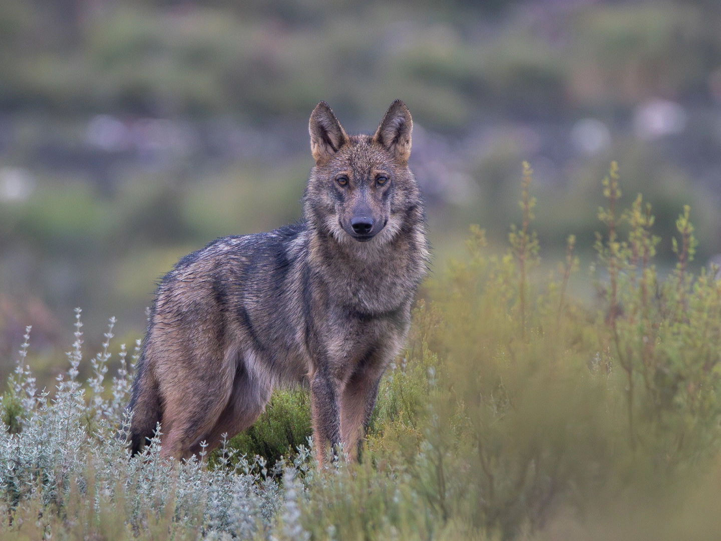 Lobo de pelaje gris y marrón de pie entre matorrales y vegetación silvestre. El animal ocupa el centro de la imagen, mirando directamente hacia la cámara con las orejas erguidas, mientras su cuerpo aparece ligeramente de perfil. El entorno natural está cubierto por vegetación de tonos verdes, beige y plateados, con un fondo suavemente desenfocado que aporta profundidad. La iluminación tenue y los colores naturales resaltan la textura del pelaje y la presencia del lobo en un paisaje abierto y tranquilo.