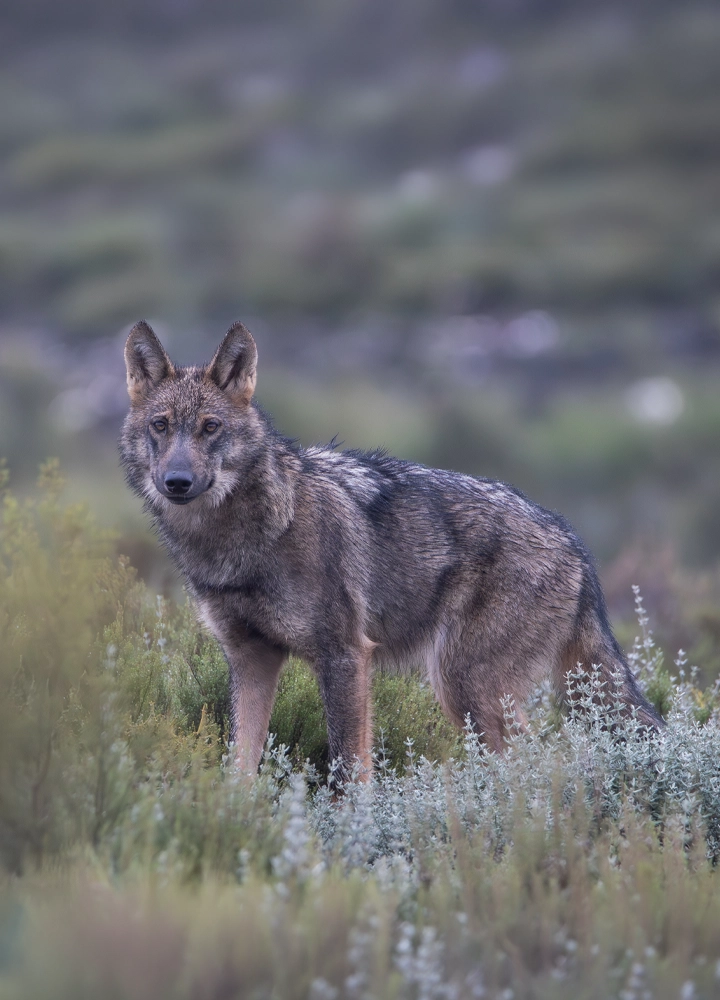Lobo de pelaje gris y marrón de pie entre matorrales y vegetación de tonos verdes y plateados. El animal ocupa el centro de la imagen, con el cuerpo de perfil y la cabeza orientada hacia la cámara, destacando las orejas erguidas y la textura detallada del pelaje. El fondo aparece suavemente desenfocado en tonos grisáceos y verdosos, creando profundidad y resaltando la figura del lobo en un entorno natural abierto y tranquilo.