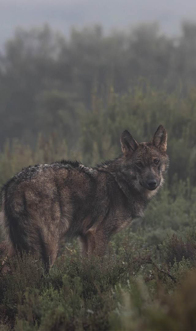 Lobo de pelaje gris y marrón de pie entre vegetación baja en un paisaje boscoso cubierto por niebla. El animal aparece en primer plano, con el cuerpo orientado de perfil y la cabeza girada hacia la cámara. Al fondo se distinguen árboles difuminados por la bruma, creando una atmósfera húmeda y silenciosa. Los tonos apagados del entorno contrastan con la textura detallada del pelaje, que parece mojado o húmedo.