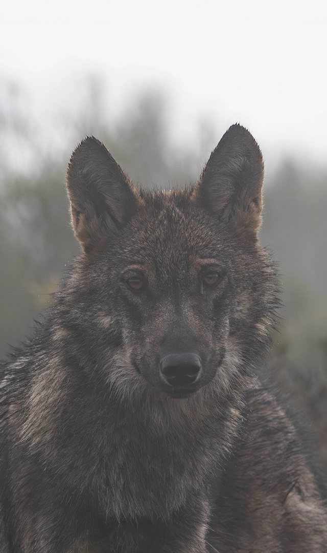 Primer plano de un lobo de pelaje gris oscuro y marrón, con el pelo húmedo y las orejas erguidas, mirando hacia la cámara. El animal ocupa casi toda la imagen, destacando la textura detallada de su rostro, hocico y cuello. Al fondo se aprecia un bosque difuminado por la niebla en tonos grises y verdes, que crea una atmósfera fría y silenciosa. La iluminación suave resalta los matices del pelaje y mantiene el fondo desenfocado para centrar la atención en el lobo.