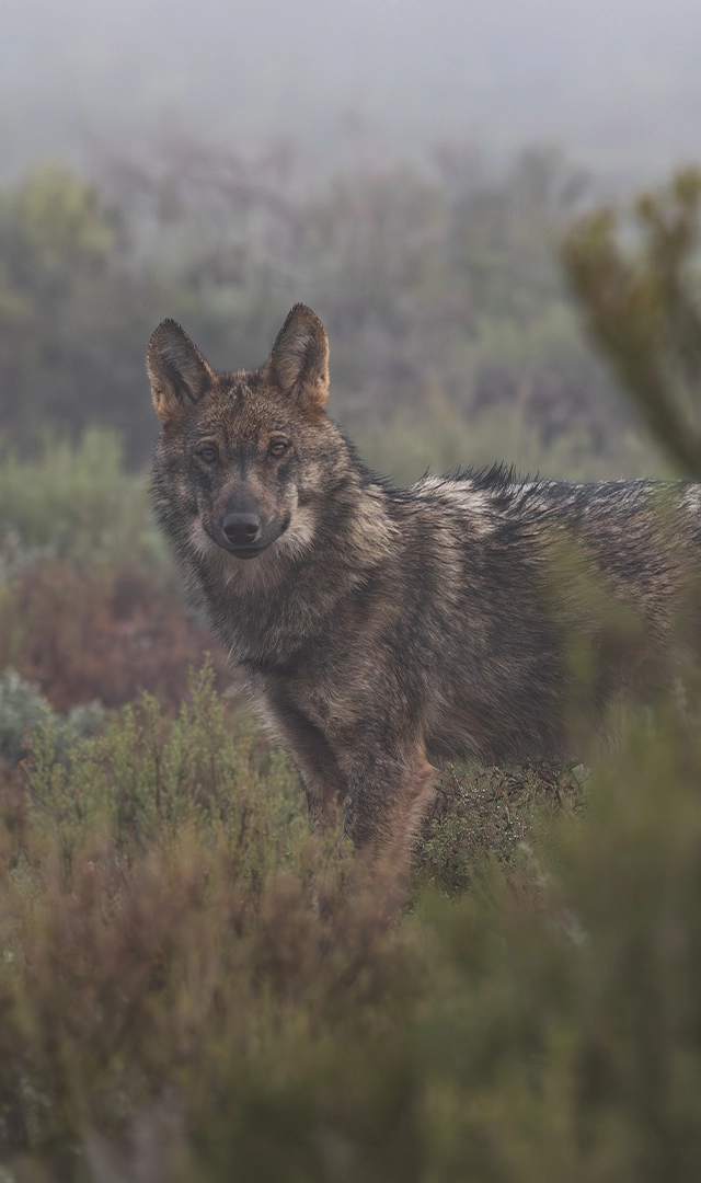 Lobo de pelaje gris y marrón permaneciendo de pie entre matorrales y vegetación baja en un entorno natural cubierto por niebla. El animal mira directamente hacia la cámara con las orejas erguidas, mientras su cuerpo aparece parcialmente de perfil. El pelaje húmedo resalta por su textura y contraste con el fondo desenfocado de tonos verdes y grises, donde apenas se distinguen arbustos y vegetación difuminada por la bruma. La composición centra la atención en el lobo y transmite la atmósfera tranquila y húmeda de un paisaje silvestre.