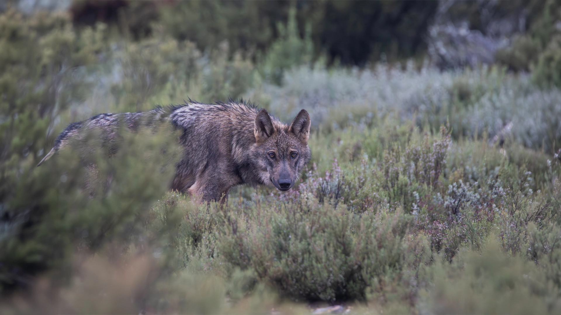 Lobo de pelaje gris y marrón avanzando entre matorrales y vegetación baja en un entorno natural. El animal aparece parcialmente oculto por los arbustos del primer plano, con la cabeza orientada hacia la cámara y las orejas erguidas. El fondo está suavemente desenfocado, compuesto por vegetación de tonos verdes y grisáceos que aportan profundidad a la escena. La iluminación natural resalta la textura del pelaje y el carácter silvestre del paisaje.