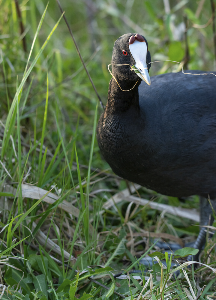Focha común de plumaje negro entre hierbas y vegetación de ribera. El ave destaca por su pico blanco y escudete frontal del mismo color, con un ojo rojizo visible de perfil. Sostiene una brizna de hierba en el pico mientras permanece junto al suelo en un entorno natural de tonos verdes.
