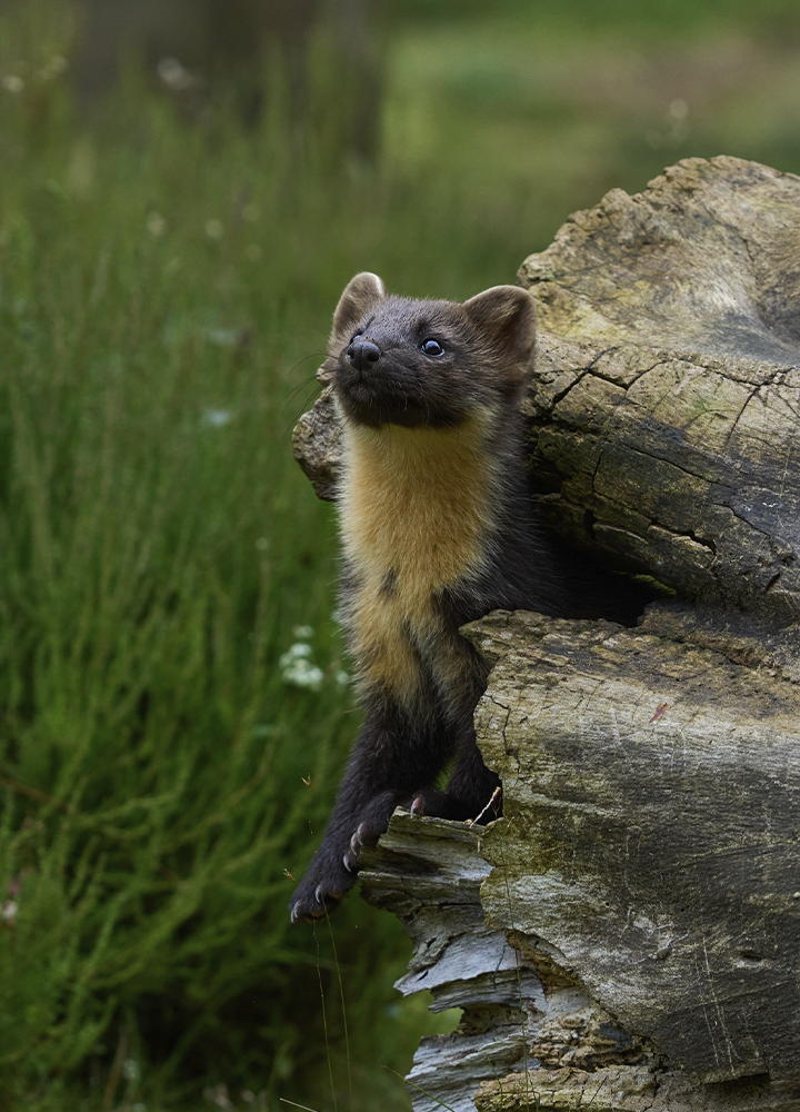 Marta europea asomando entre los huecos de un tronco caído. El pequeño mamífero de pelaje marrón oscuro y garganta amarillenta observa desde la madera mientras permanece rodeado de hierba y vegetación verde en un entorno forestal.