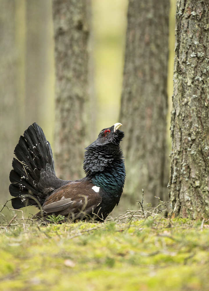 Urogallo macho posado sobre el suelo de un bosque entre troncos de árboles. El ave presenta plumaje oscuro con reflejos azulados en el pecho, cola abierta en abanico y una llamativa zona roja sobre el ojo. El entorno está cubierto de musgo, hierba y ramas, con el fondo desenfocado que resalta la figura del animal.