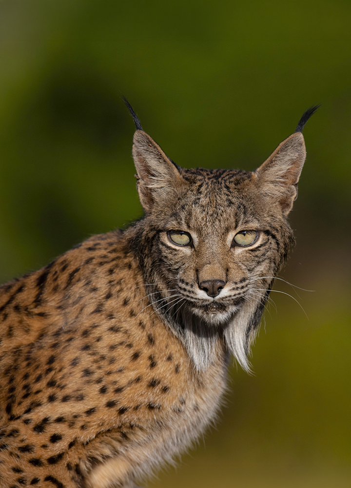 Primer plano de un lince ibérico con pelaje moteado en tonos marrones, largas patillas blancas y característicos pinceles negros en las orejas. El animal mira al frente mientras destaca sobre un fondo verde desenfocado que resalta sus ojos claros y los detalles de su pelaje.