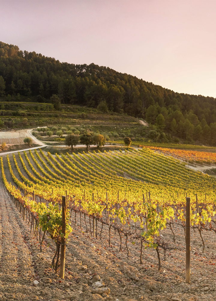 Viñedo con hileras de vides alineadas en curvas suaves sobre una ladera iluminada por la luz cálida del sol. En primer plano se aprecian los postes y las cepas, mientras al fondo se extiende una zona boscosa que rodea el terreno. Un camino de tierra atraviesa parcialmente el paisaje, resaltando la amplitud y el orden de las plantaciones.